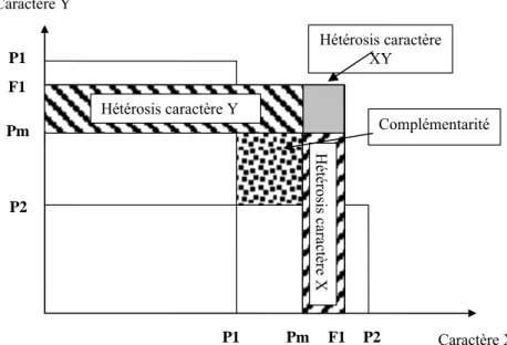 Fig. 1. Supériorité hybride : complémentarité et hétérosis :  