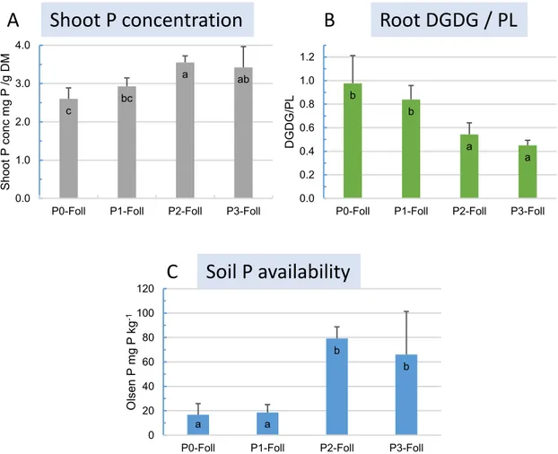 Figure 12  A) Teneur en P des parties aériennes,  B) rapport DGDG/phospholipides dans les  racines de plantules de maïs prélevées au stade 3-4 feuilles visibles cultivées en 2015 sur  l’essai de longue durée de Folleville avec un gradient de disponibilité 