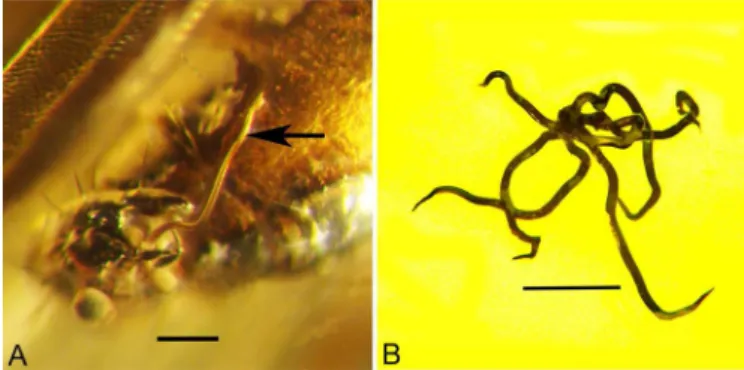 Fig. 4. Spermatophore of a dance ﬂy (Diptera: Empididae) in Dominican amber. A. Spermatophore (arrow) being released from a dance ﬂy