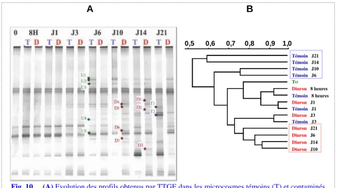 Fig. 10.    (A) Evolution des profils obtenus par TTGE dans les microcosmes témoins (T) et contaminés  au diuron (D) à J0 (0), après 8 heures (8H) puis de J1 à J21 lors de l’expérience réalisée en mai 2004 ;             