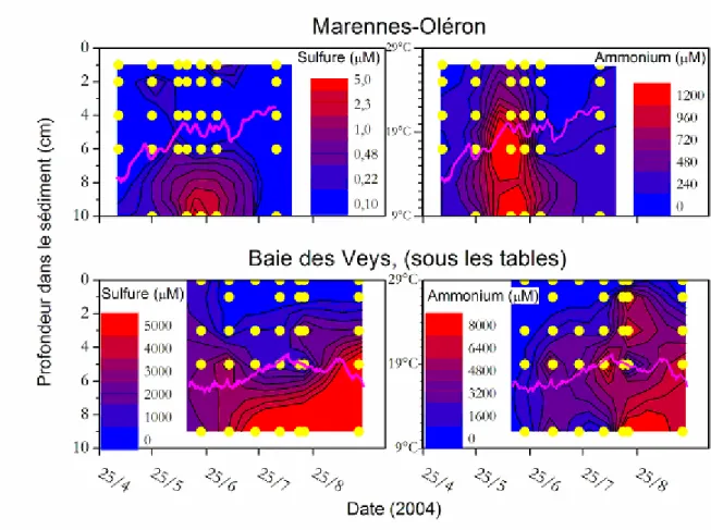 Figure 9 : Cartes de distribution du sulfure (à gauche) et de l’ammonium (à droite) à Marennes-Oléron (en haut) et en baie  des Veys (en bas) sur lesquelles l’évolution des températures de l’eau est superposée (en magenta)