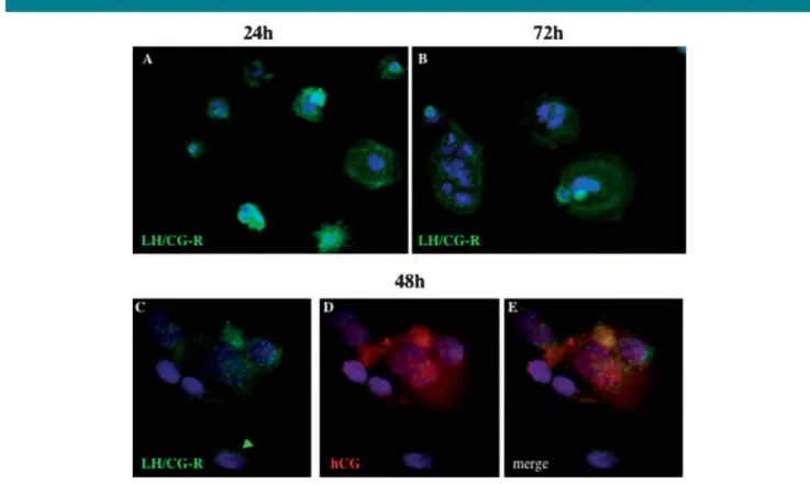Fig. 2. LH/CG-R immunodetection during in vitro trophoblast differentiation. A,B: Immunostaining for LH/CG-R by using the polyclonal antibody LHR-K15 raised against the human LH/CG receptor