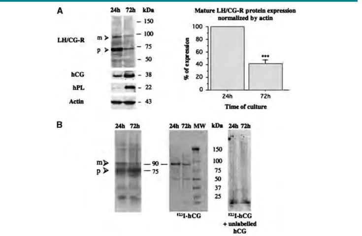 Fig. 3. LH/CG-R protein expression during in vitro trophoblast differentiation. A,B: Western-blot analyses (A) were performed using the same antibody on extracts from cytotrophoblasts (24 h) and syncytiotrophoblasts (72 h)