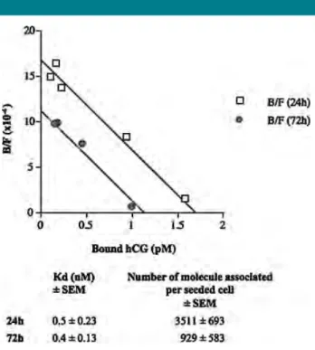 Fig. 5. Scatchard analyses of 125 I-hCG binding to trophoblasts during in vitro differentiation