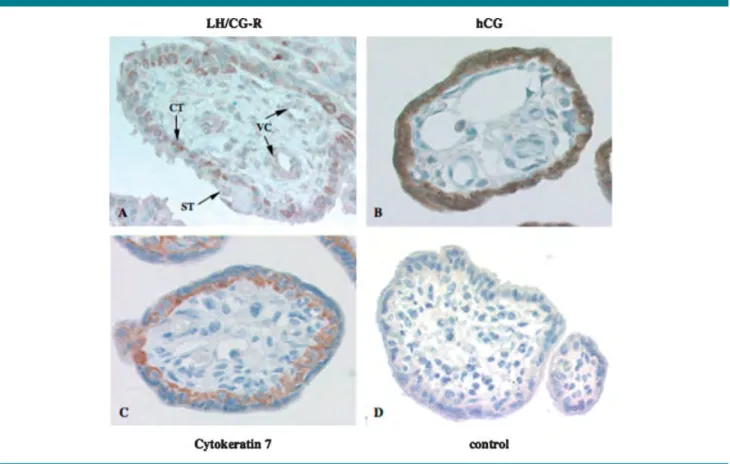 Fig. 7. Immunolocalization of LH/CG-R, hCG and cytokeratin 7 in villous sections. A: Immunohistochemical staining of LH/CG-R, using the polyclonal antibody (H50) raised against the extracellular domain