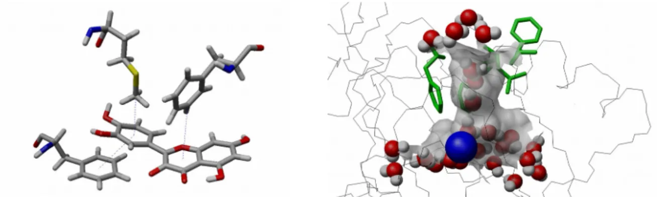 Figure 3.2 : Gauche : Interactions hydrophobes permettant la reconnaissance du substrat (quercétine) par l'enzyme 2,3-QD