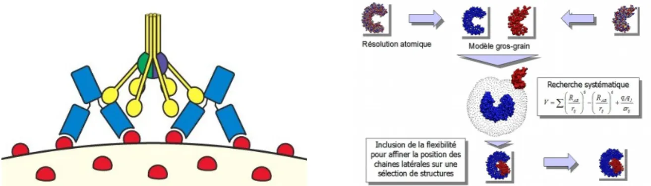 Figure 3.5 : Gauche : Schéma d'une complexe formée par un antigène (en rouge), un anticorps (en bleu) et un des protagonistes du système immunitaire, le système du complément C1 (en jaune, vert et violet)
