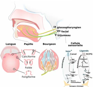 Figure 4.2* :  Anatomie du système gustatif.  La surface de la langue possède des papilles gustatives qui varient  en  nombre,  forme et  localisation