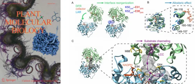 Figure 4.7 : Gauche :couverture de Plant Molecular Biology illustrant les trichomes de la lavande sécrétant les molécules odorantes et la structure de l'enzyme  t -cadinol synthase