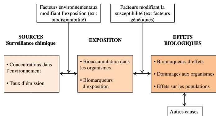 Figure 3 : Relations entre les différentes composantes de suivi des effets des contaminants chimiques  sur les organismes (Modifié de Suter, 1993 et Van der Oost et al., 2003)