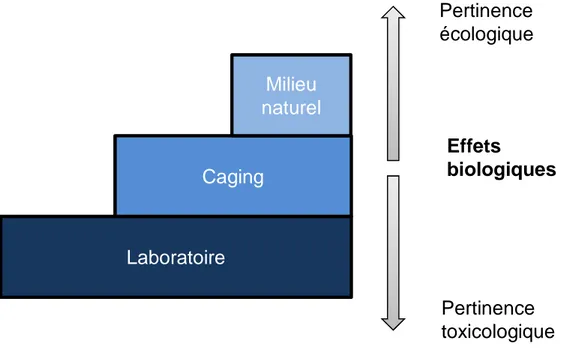 Figure 4 : Méthodes d’étude des effets biologiques des contaminations chimiques en relations avec  leur pertinence écologique et toxicologique (modifé de Triebskorn et al., 2001)  