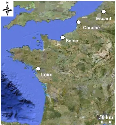 Figure 21 : Localisation des quatre estuaires (Escaut, Canche, Seine et Loire) dans lesquels les  juvéniles de flets (5-10 cm) ont été prélevés