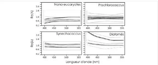 Figure 1.4 – Enveloppes statistiques montrant les minima et maxima des signatures spec- spec-trales d’anomalies de luminance pour les quatre groupes phytoplanctoniques déterminés in-situ : les nanoeucaryotes dominants, les Prochlorococcus spp