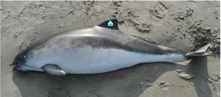 Figure 1.3 Photo of a stranded harbour porpoise on the coast of northern France (OCEAMM).3 