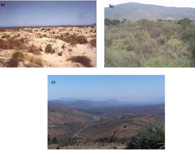 Figure 1.2. Photos illustrant des zones de la frange littorale a) Los Vilos, b) Las Cardas et c)  Las Cardas
