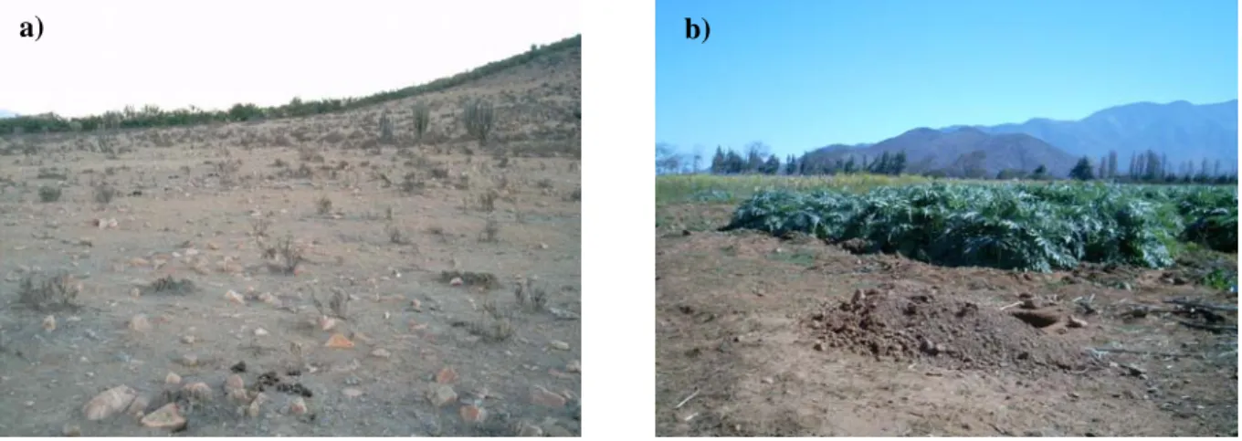 Figure 2.2. Photos de Talhuén prises en été, a) secteur non exploité et b) secteur sous  agriculture intensive (culture d’artichauts)