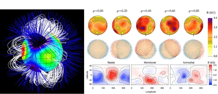 Figure 3.6: Left Reconstruction of the magnetic field lines and topology of the massive star τ Sco from ZDI imaging (Credits : P