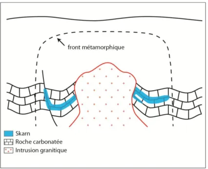 Figure  I-7 :  Schéma  explicatif  simplifié  d’un  skarn.  Le  granite  intrusif  induit  un  métasomatisme de la roche calcaire encaissante