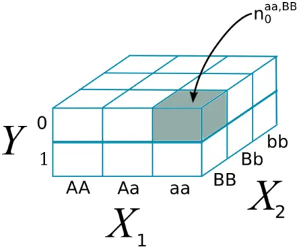 Figure 2.4: Three-way contingency table summarizing the cross tabulation between a case-control phenotype (Y) and two bi-allelic SNPS (X 1 and X 2 ).