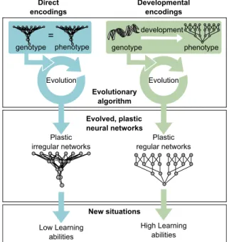 Figure 2.1. Main hypothesis. Using developmental encodings should fa- fa-cilitate the evolution of plastic ANNs with high learning abilities.