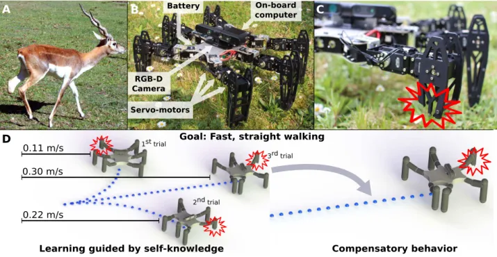Figure 4.1. With learning and evolutionary algorithms, robots, like animals, can quickly adapt to recover from damage