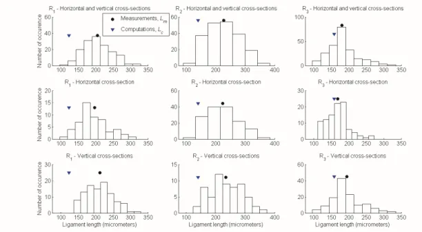 Figure 2.2. Ligament length distributions for real foam samples R 1  (left), R 2