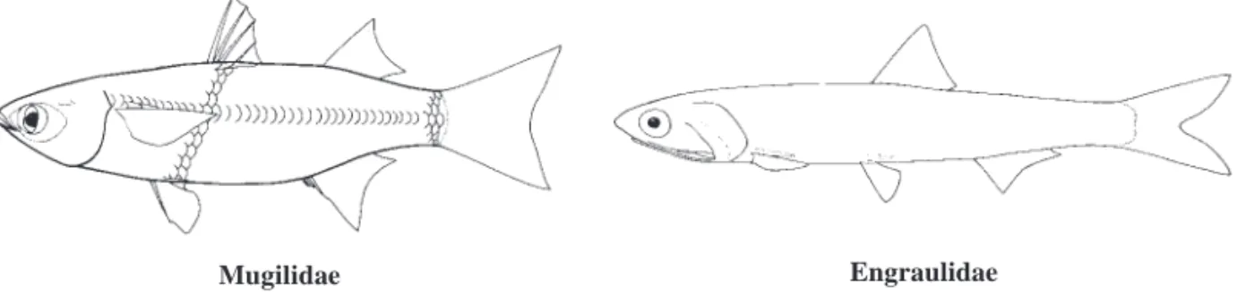 Fig. 2  Atherina presbyter