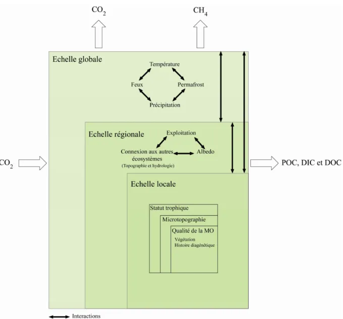 Figure  11:  Facteurs  biotiques  et  abiotiques  contrôlant  le  cycle  du  carbone  à  différentes  échelles spatiales dans les tourbières à sphaignes (Modifié d’après Limpens et al