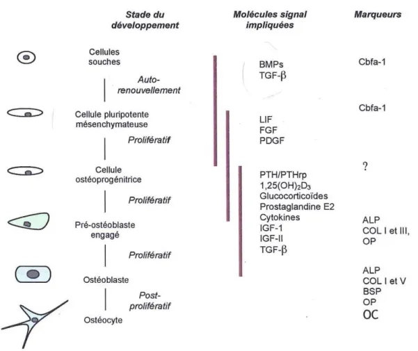 Figure 12. Régulation du développement et de la différenciation de l’ostéoblaste (Lian et al, 1999) 