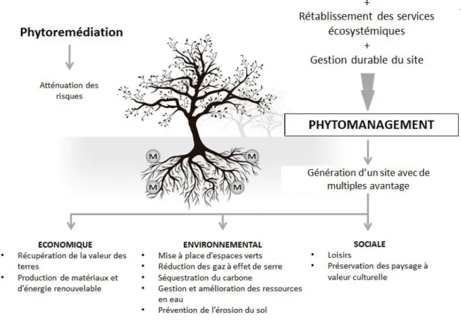 Figure 1.10 : Représentation schématique de l'approche de phytomanagement adapté de Burges et al., 2018