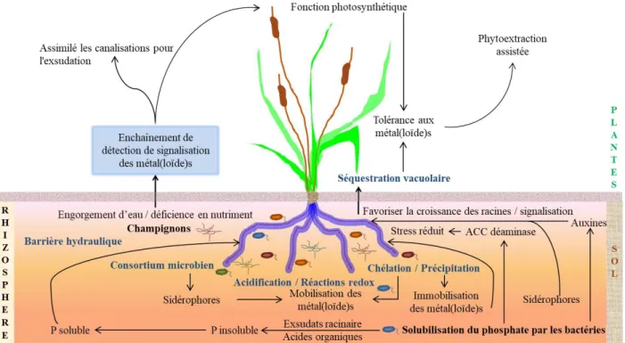 Figure 1.19 : Schéma (adapté de Antoniadis et al., 2017) montrant les mécanismes qui opèrent dans l'interface plante- plante-sol, en particulier dans la rhizosphère, impliquant la croissance des plantes et les processus métaboliques favorables à la  santé 