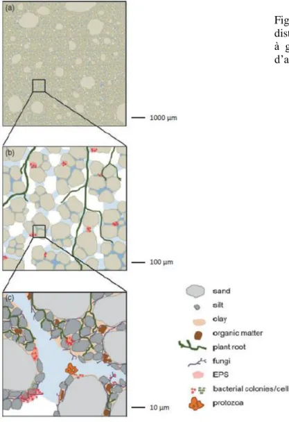 Figure  I.13  :  Schématisation  de  la  distribution spatial des habitats microbiens  à  grande  échelle  et  à  l’échelle  du  pore,  d’après Vos et al., 2013
