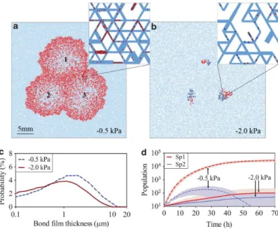 Figure  I.18  :  Croissance  bactérienne  et  dynamique  des  populations  sur  une  surface  hétérogène  sous  différentes conditions d’hydratation statiques, d’après Wang et al., 2013