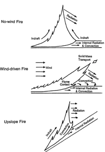 Figure 2.8 Influences similaires du vent et de la topographie sur le comportement du feu  (tiré de Alexander 1982)