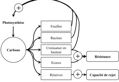 Figure 2.11 Compromis d’investissement du carbone au cours de l’établissement d’un  arbre dans une savane soumise aux incendies