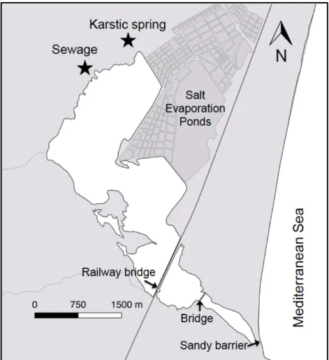 Figure  1.11|  Map  of  La  Palme  lagoon.  Locations  of  sewage  treatment  plant  and  groundwater springs are shown