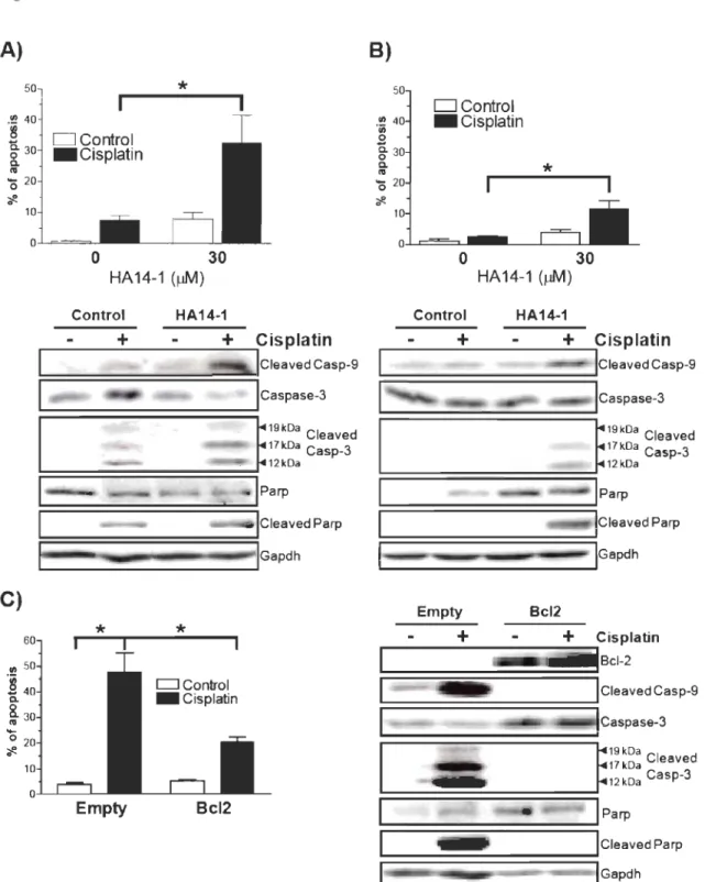 Figure 2.3  A)  C)  D Control  .Cisplatin  * o  30 HA14-1 (pM) Control + HA14-1  +  Icaspase-3 ~====~ 