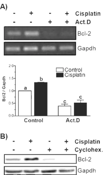 Figure 2A  A)  +  +  +  Cisplatin + Act.D  BcI-2  ------ Gapdh  Control  B)  +  +  -- II!!  •  DControl 