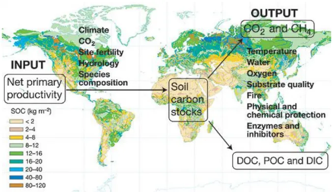 Figure I-1 : Stock de CO 2  dans les sols mondiaux (Davidson &amp; Janssens, 2006). 