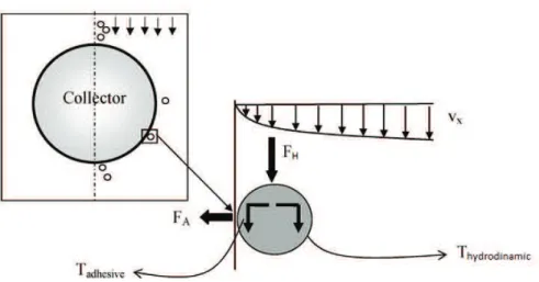 Figure 1.8: Schematic of the torques experienced from a transported particle that came in contact with a collector surface