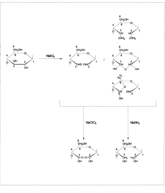 Figure 2.4  Oxydation de la  cellulos e avec le periodate de sodium 
