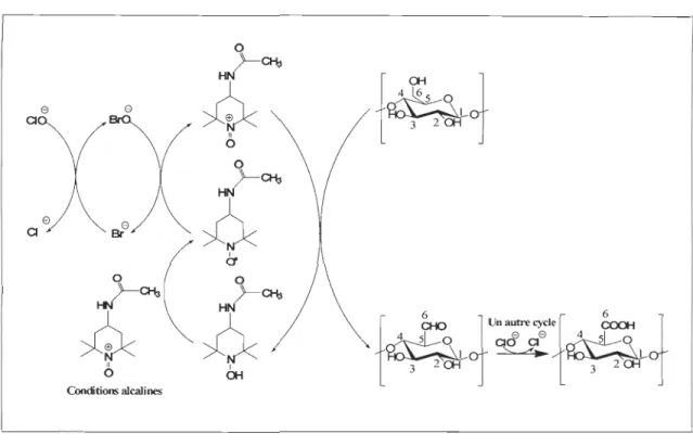 Figure 2.7  Oxydation de la  cellulose par le 4-acétamido-TEMPO 