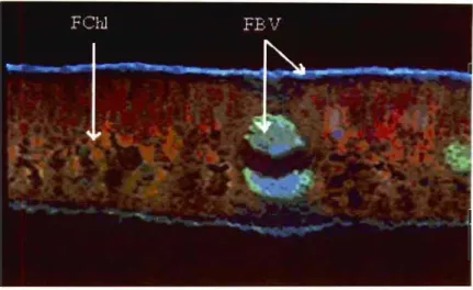 Figure 2.2  Portion d'une coupe  transversale  d'une  feuille  de  dicotylédone  excitée par  UV  montrant  l' origine  de  deux  types  de  fluorescence 