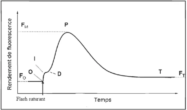 Figu re 2.3  Aperçu  de  la  courbe  de  Kautsky.  Le  rendement  de  la  fluorescence  chlorophyllienne  est  maximal  (FM )  lorsque  tous  les  accepteurs  d' électrons  sont réduits  et  il  est minimal  (F o )  lorsqu' ils  sont oxydés