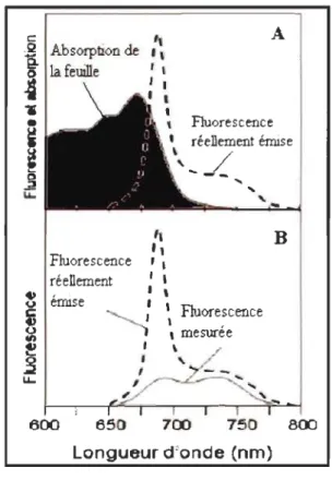 Figure 2.5  Effet de  la réabsorption  de  la  fluorescence  réellement émise  sur le  spectre  mesuré  de  la  fluorescence  chlorophyllienne