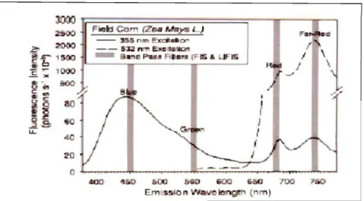 Figure 2.7  Spectre de  la fluorescence  émise sous deux longueurs d' ondes  d' excitation  par  la  face  adaxiale  d ' une  feuille  de  maïs  cultivé  à  l' extérieur  (355  et  532 nm) (Corp  et  01.,2003) 