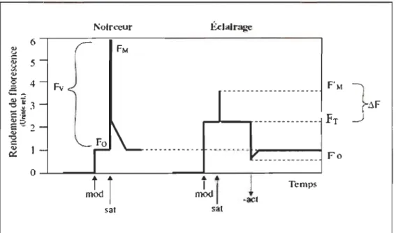Figure 3.1  Cinétique  de  fluorescence  pour  une  feuille  adaptée  à  l'obscurité  et  une  autre adaptée  à  la lumière