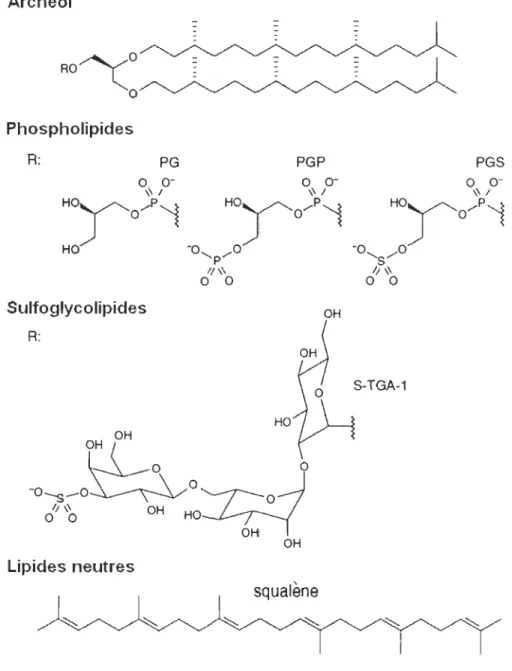 FIGURE  1.4 :  Composition  lipidique  de  la  membrane  pourpre  de  H. 