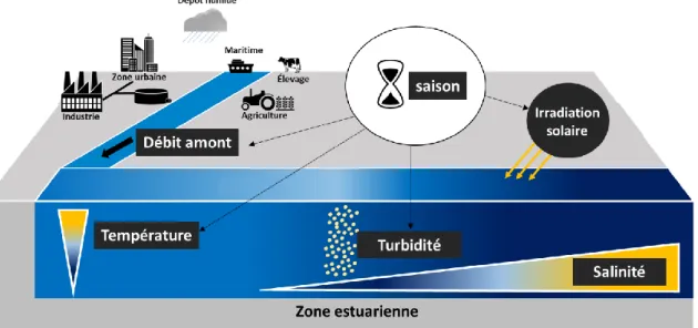 Figure 18 : Principaux paramètres influençant le devenir des contaminants en zone estuarienne