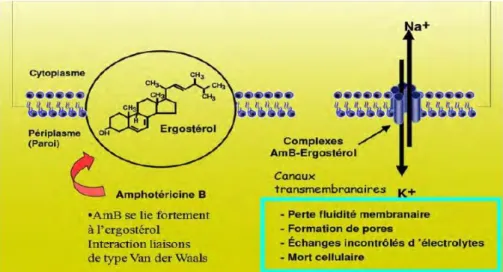 Figure 4. Mécanisme d'action de l'Amphotéricine B (Denis, 2010). 